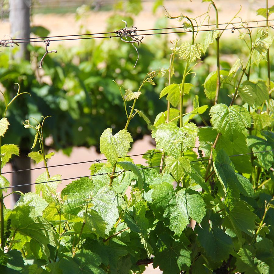 vineyard-1219175-scaled-1.jpg